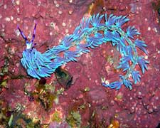 nudibranch